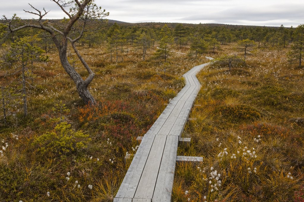 Holzsteg durch ein Hochmoor mit niedrigen Kiefern und Wollgras (mit AI erstelltes Bild)